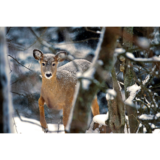 Oh Deer Photo Print