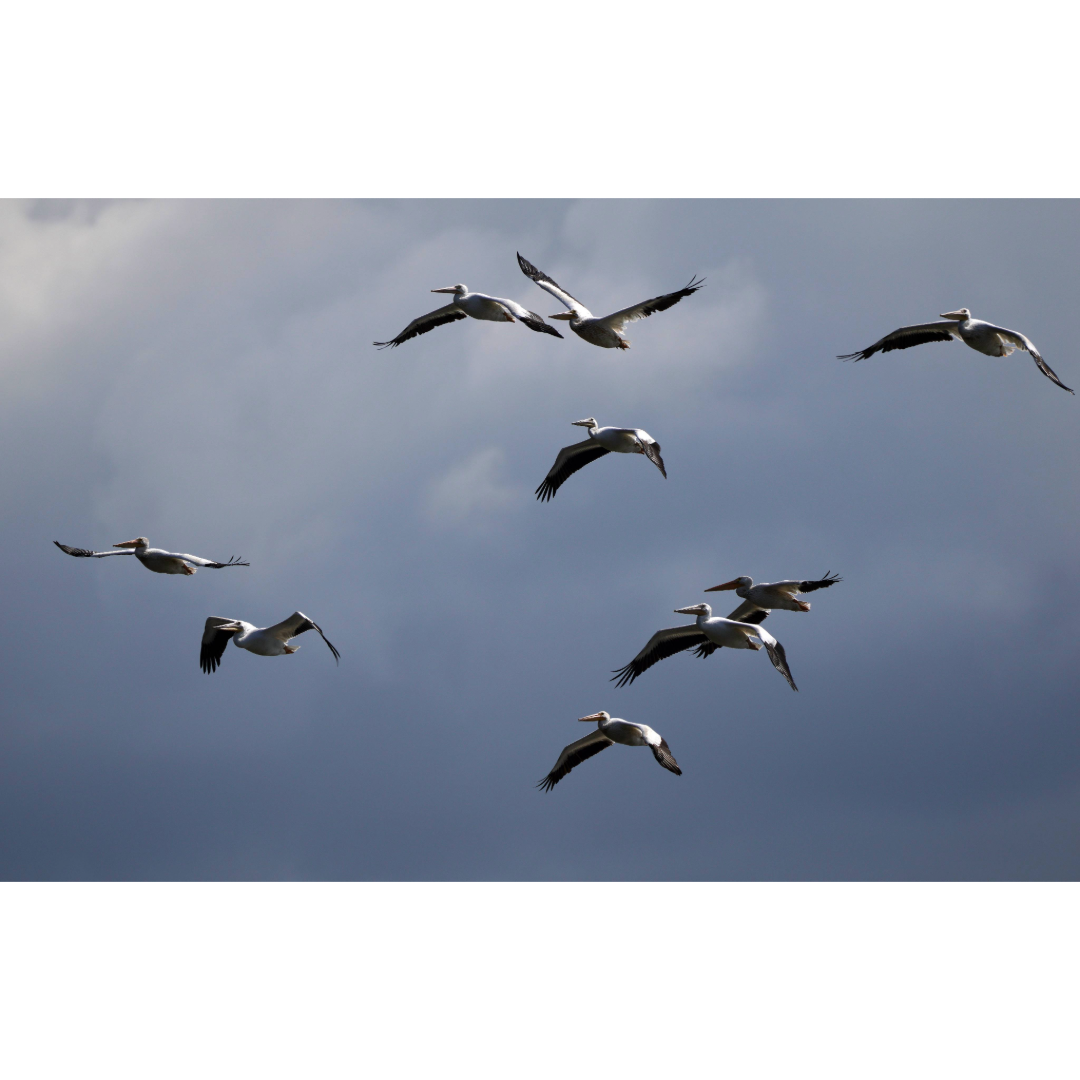 Pelicans Over Pigs Eye Lake Photo Print