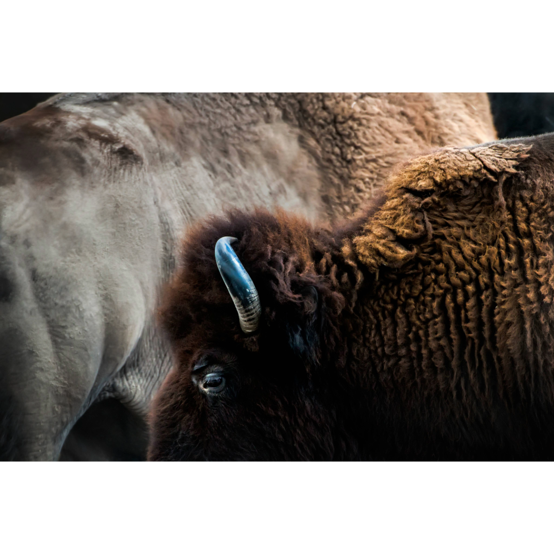 Summer Prairie Bison Photo Print