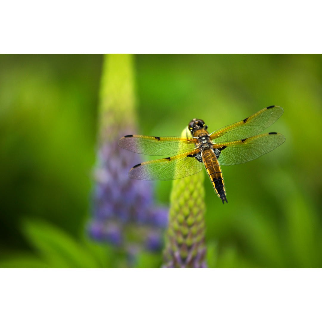 Lupine Dragonfly Photo Print