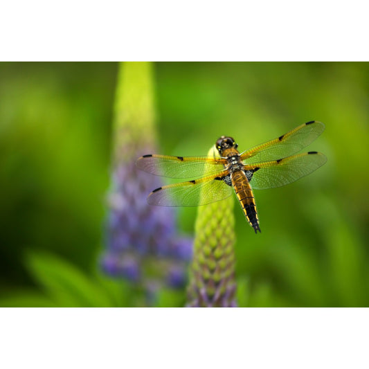 Lupine Dragonfly Photo Print