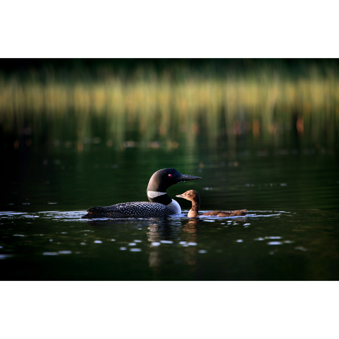 Lake Elora Loon and Loonlet Photo Print