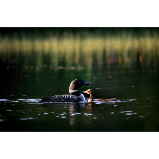 Lake Elora Loon and Loonlet Photo Print