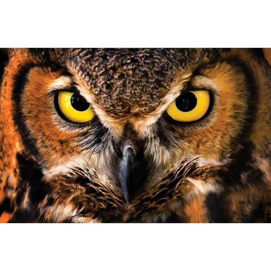 "Intense State" Horned Owl Photo Print