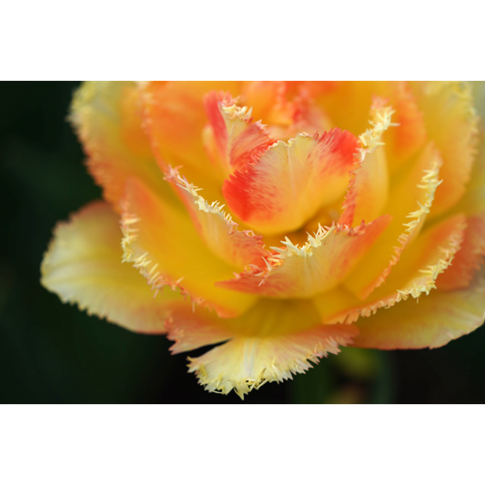 Fringed Tulip Photo Print