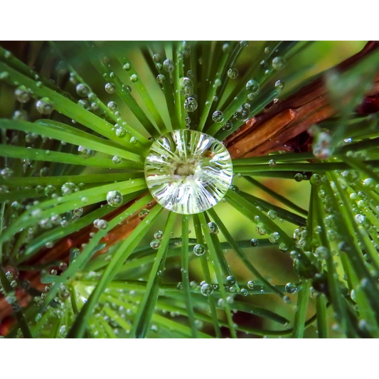 Tamarack Photo Print
