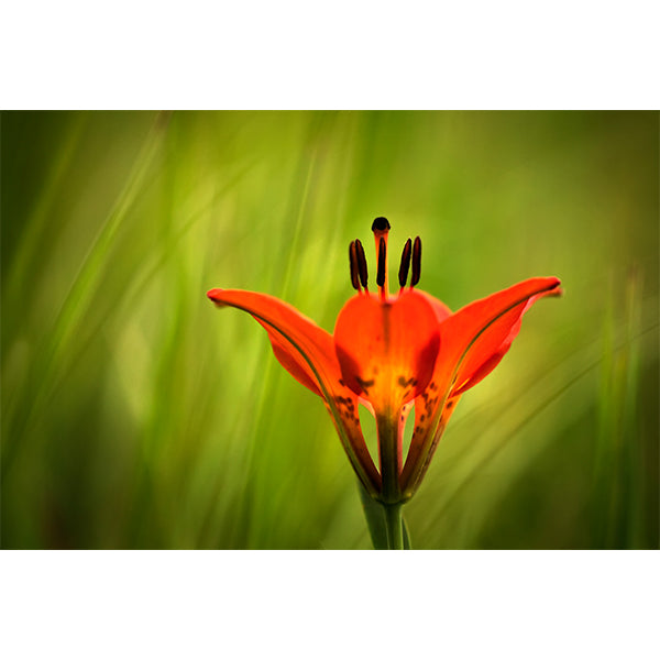 Wood Lily Photo Print